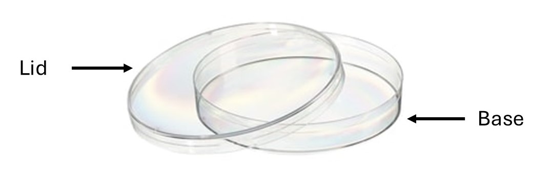 Label the bottom of the Petri plate, not the lid
