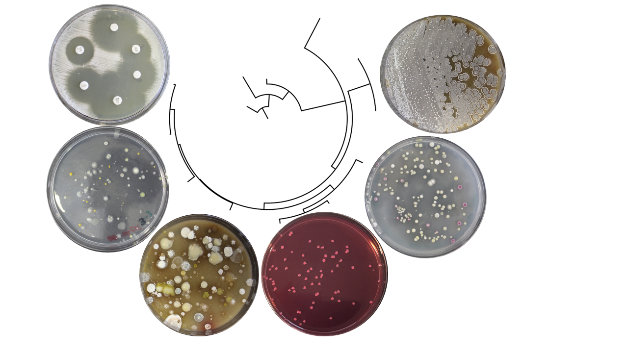 image of a phylogenetic tree and several Petri plates with bacteria
